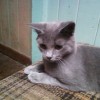 tico11