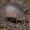 aplastachapos
