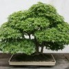 bonsai