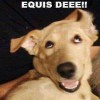 Puga