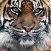 TIGER2