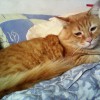 Karo_Katt