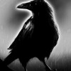 The_raven