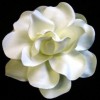 rosa_del_rocio