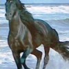 el_corzel_777
