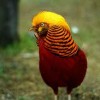 JIVAHEN