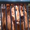 acuariano_22