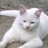 calunga1