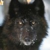 wolframio7418384
