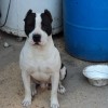 jomper