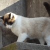 melor2