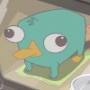 perryelornitorrinco