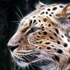 Cheetah2100