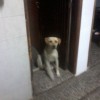 juanchis