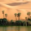 oasis