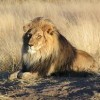 simba15