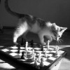 xpawn
