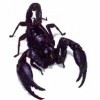 SCORPION
