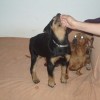 dutchy1