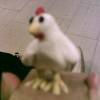 pollet